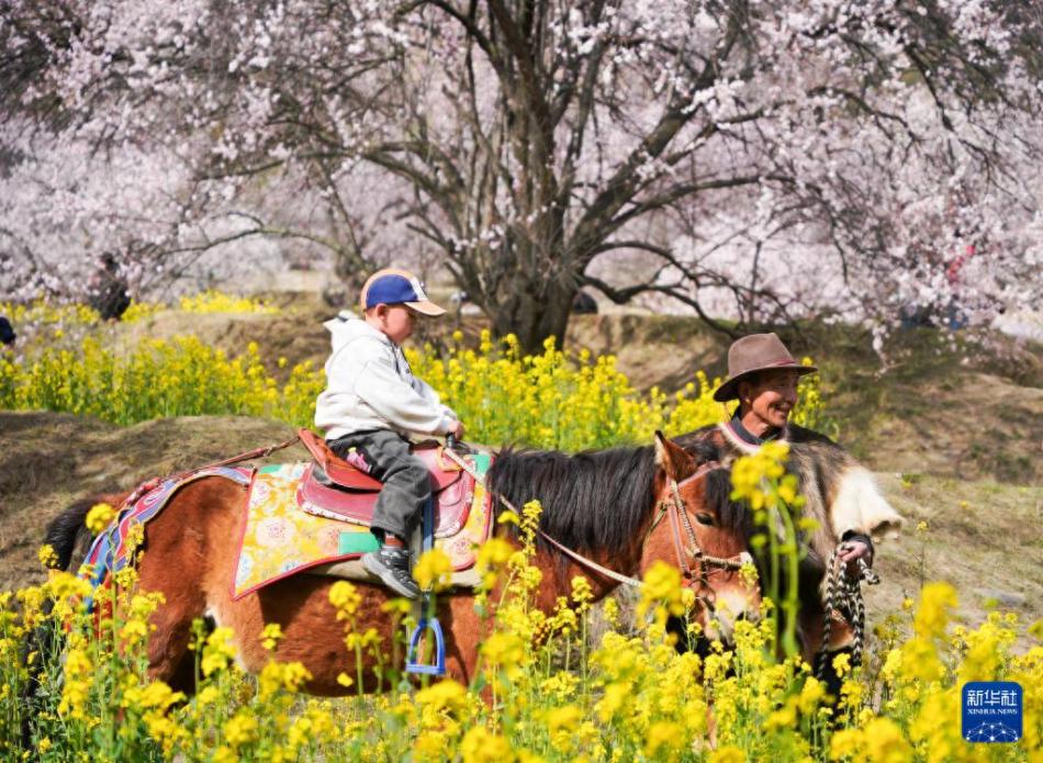 图片1：3月29日，游客在林芝市巴宜区嘎拉村赏花游玩。新华社记者 齐芷玥摄.jpg